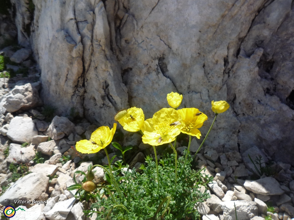 4 Papaveri sull'altopiano con... visitatori.JPG